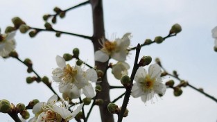 대한민국에서 가장 먼저 매화꽃이 피는 신안 안좌 창마마을